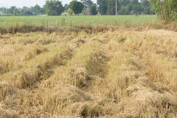 Rice field or farm land after harvest,selective focus.