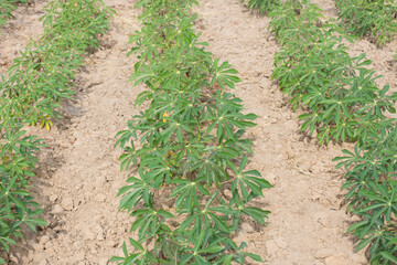 Fresh young green cassava leaf in farm,selective focus.