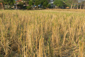 Rice field or farm land after harvest,selective focus.