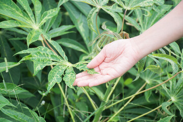 Hand holding cassava leaf disease for show,selective focus.