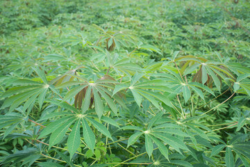 Fresh green cassava leaf in farm,selective focus.