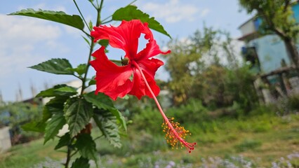 Hibiscus flower