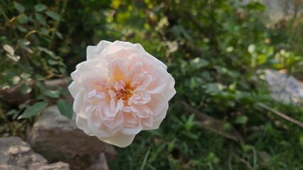 Garden roses, Rosa Wichurana-Gruppen, Memorial rose,Damask rose,Rosa moschata, Rosa 'Buff Beauty', Rosa 'Great Maiden's Blush', Moss rose, Rosa 'Sangerh&auml;user Jubil&auml;umsrose' .

Plant


