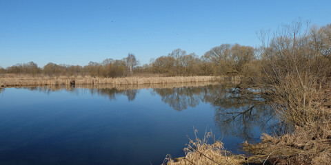 Spring walk through the forest, beautiful panorama.