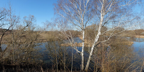 Spring walk through the forest, beautiful panorama.