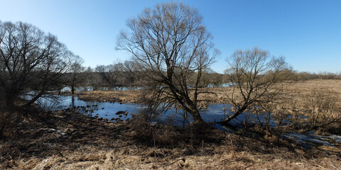 Spring walk through the forest, beautiful panorama.