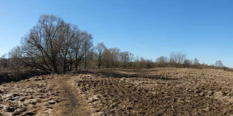 Spring walk through the forest, beautiful panorama.