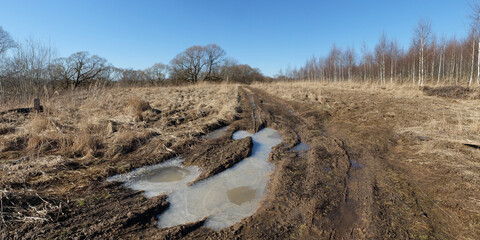 Spring walk through the forest, beautiful panorama.