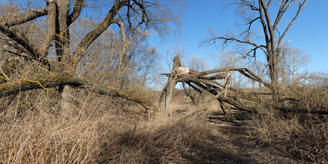 Spring walk through the forest, beautiful panorama.
