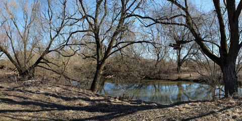 Spring walk through the forest, beautiful panorama.