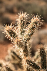 Closeup of Cholla cactus in desert in Southern Nevada, USA