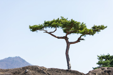 pine tree with blue sky background.  nice weather