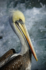 Peruvian pelican (Pelecanus thagus) close up portrait 

