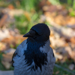 closeup portrait of a crow