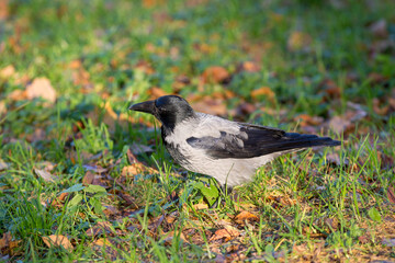 crow on the grass in autumn