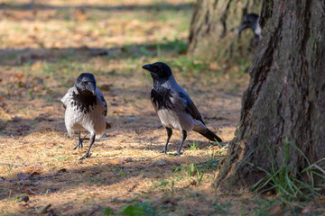 crows near a tree in autumn
