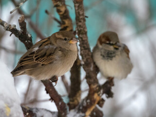 portrait of a sparrow on a branch