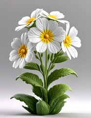 View of beautiful white color Spring flowers narcissus on White background.