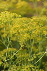 Yellow dill flower in the meadow.