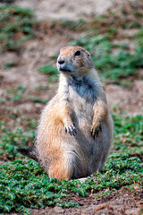 A curious prairie dog stands upright, observing its surroundings intently, illustrating the beauty of wildlife and the importance of vigilance and adaptability in nature.