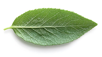 Obraz premium Vibrant Leaf: A close-up shot of a healthy, green leaf with intricate veins, showcasing the delicate details of nature, and a sense of freshness.