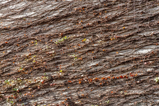 A fair-faced concrete wall beautifully contrasts with lush, climbing vines that weave across its textured surface, blending industrial minimalism with organic elegance. The raw, cool-toned concrete