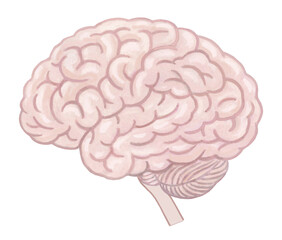 人の脳のイラスト - 1