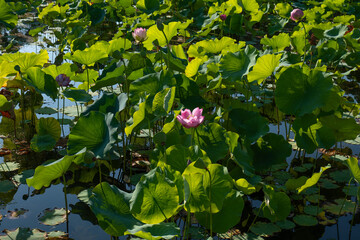 日本、大阪、萬博公園、蓮、蓮池、花、水塘、綠色、秋景