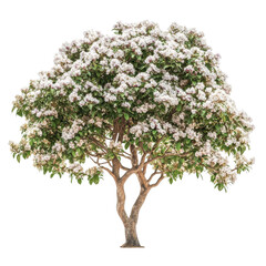 Obraz premium Flowering Shala tree adorned with white blossoms isolated on a bright background, Isolated image a flowering Shala tree on a white background