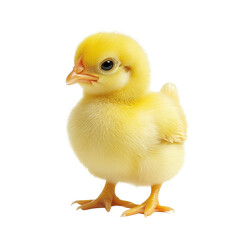 Obraz premium Cute little yellow chicken standing alone on Transparent background showcasing fluffy feathers and bright eyes, Cute little chicken isolated on white