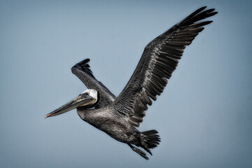A majestic brown pelican soars gracefully through the blue sky, its wings fully extended, while the tranquil water below reflects its remarkable presence.