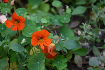 Tropaeolum majus flower in the garden. It is a species of flowering plant in the Tropaeolaceae family. Its other names are garden nasturtium, nasturtium, Indian cress, and monk cress.