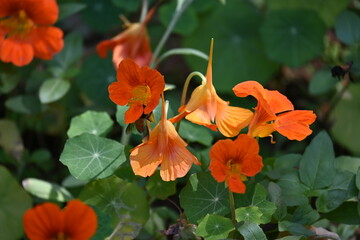 Tropaeolum majus flower in the garden. It is a species of flowering plant in the Tropaeolaceae family. Its other names are garden nasturtium, nasturtium, Indian cress, and monk cress.