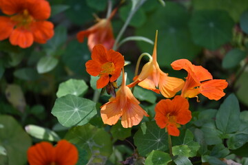 Tropaeolum majus flower in the garden. It is a species of flowering plant in the Tropaeolaceae family. Its other names are garden nasturtium, nasturtium, Indian cress, and monk cress.