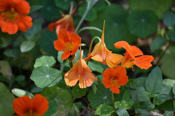 Tropaeolum majus flower in the garden. It is a species of flowering plant in the Tropaeolaceae family. Its other names are garden nasturtium, nasturtium, Indian cress, and monk cress.