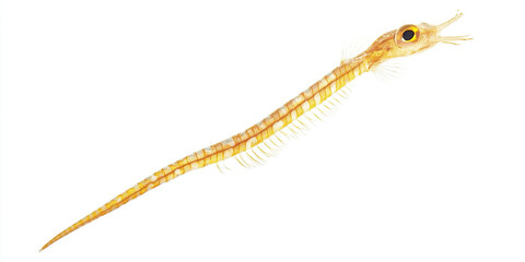 Obraz premium delicate pipefish floating upright with its elongated body