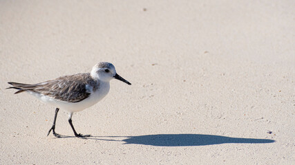 A solitary bird gracefully walks along the sandy beach, casting a soft shadow on the fine sand,...