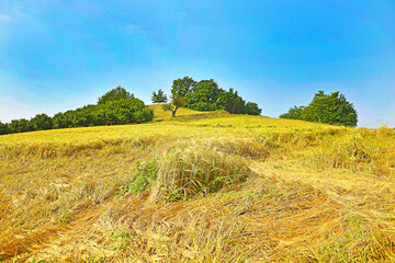 Collina con campo di grano.