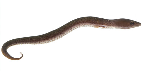 graceful garden eel extending from seabed