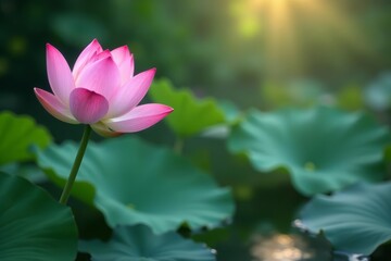 Fototapeta premium Minimalist art of lotus flower in tranquil setting, beauty, simplicity, tranquility