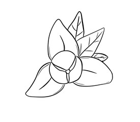rumdul flower digital drawing illustration isolated