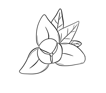 rumdul flower digital drawing illustration isolated