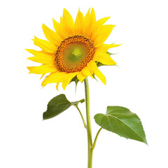 Closeup view of vibrant yellow sunflower with a curved stem against a light background, Closeup view yellow sunflower with curved stem, isolated on Transparent background