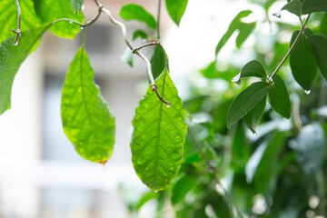 Fresh green leaves on a tree branch in a natural environment