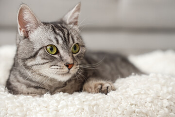 Grey striped cat lying on soft plaid