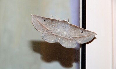 Brown Leaf Moth (Phallaria ophiusaria) at night, South Australia