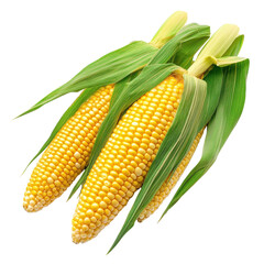 Fresh corn cobs with green husks isolated on a Transparent background showcasing vibrant yellow kernels, Corn isolated PNG background