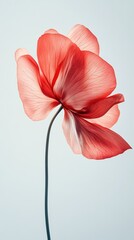 Red Petaled Flower on Soft White Background – Minimalist Botanical Beauty
