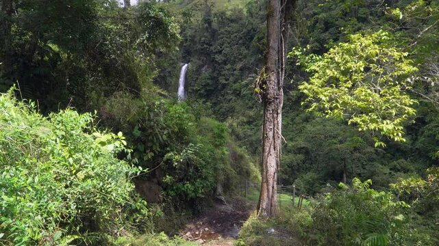 Camino hacia una cascada en el bosque tropical en Costa Rica con mariposas volando