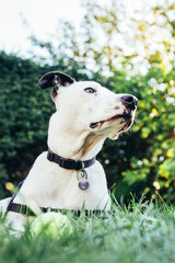White Rescue Dog Laying In Grass of Backyard Relaxing